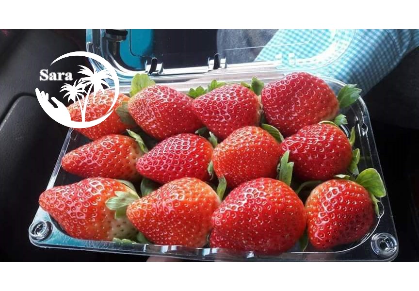 Export fresh strawberry from Egypt 
